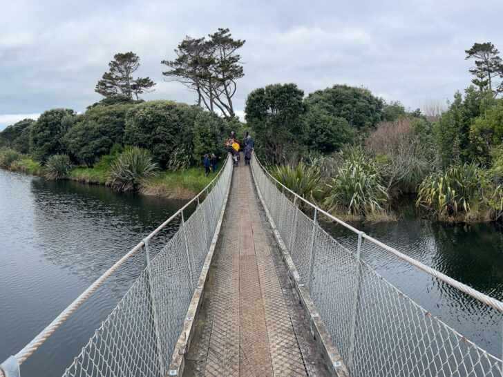 Wild for Taranaki Secures Wai Connection Funding for Another Year  