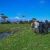Wetland Wānanga with Dr. Rebecca Eivers 
