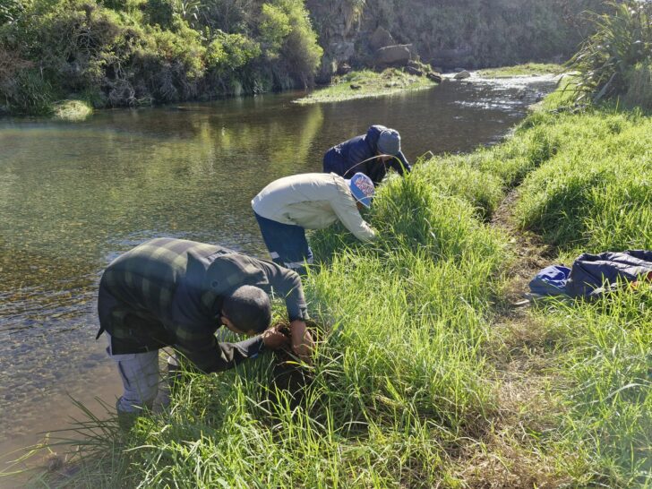 Catchment Group Stories – Te Kāhui o Taranaki 